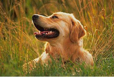 《GTA三部曲》或是2021年“2077” 玩家差评并退款