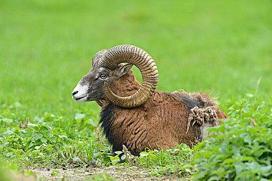 《全面战争：战锤3》震旦天朝：传说、国度与历史